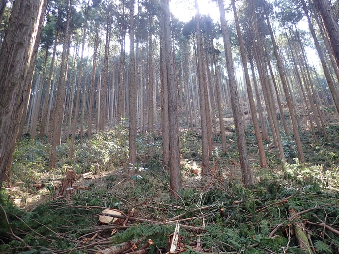 山風景